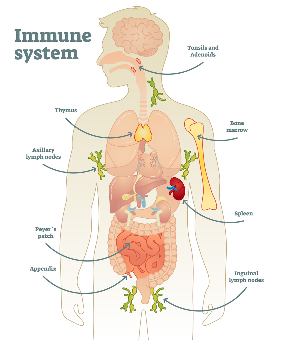 Immune System