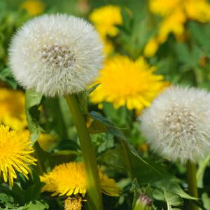 Organic dandelion