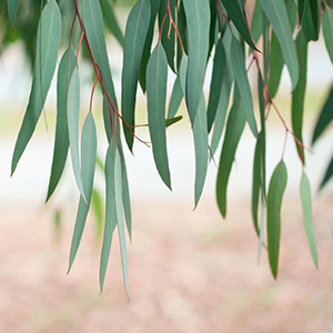 Eucalyptus - USDA certified organic