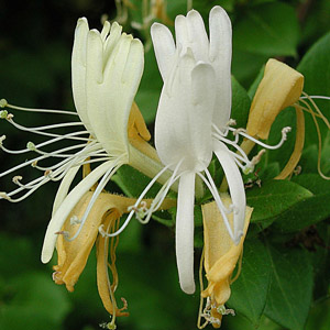 Honeysuckle flower extract