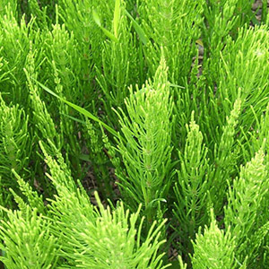 Horsetail leaf extract