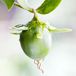 Aceite de jojoba