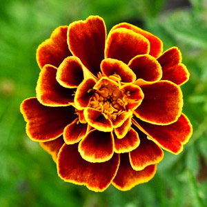 Marigold Flower Extract (Calendula officinalis)*