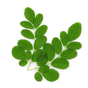 Organic moringa leaf extract