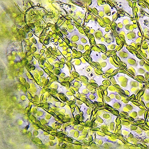 Globularia Cordifolia Callus Culture Extract (Plant Stem Cells)
