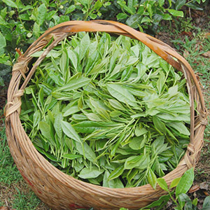 White Tea Leaf Extract