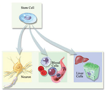 Stem Cell Potential