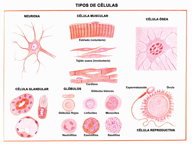 Types of Cells